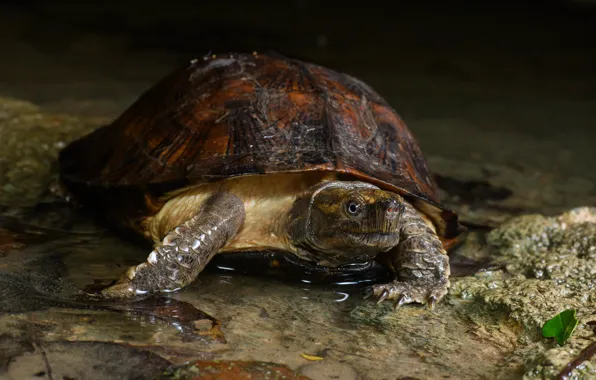 Picture look, water, the dark background, shore, turtle, pond, bug, reptile