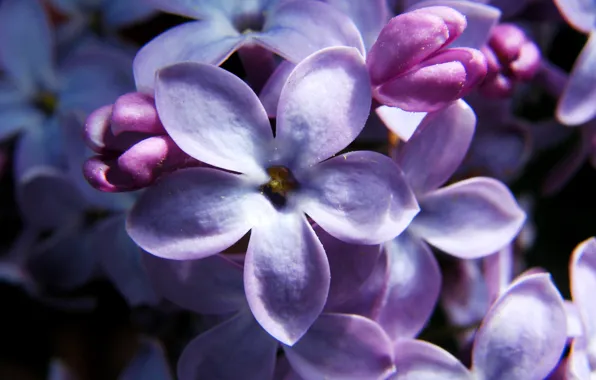Picture flowers, lilac, five lepestkov