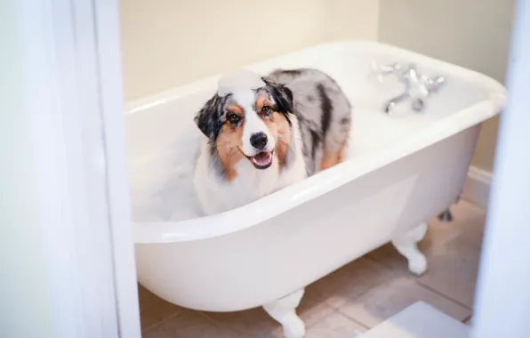 Picture each, dog, bath