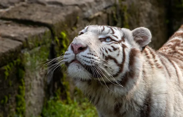 White, look, face, tiger, stones, background, portrait, looking up