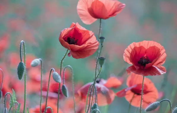 Picture summer, light, flowers, red, Maki, meadow, buds