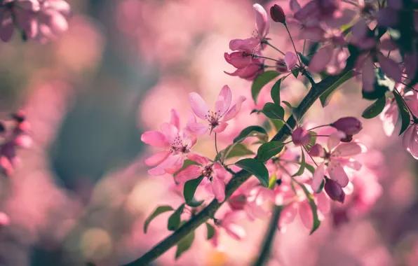 Leaves, flowers, branches, background, mood, beauty, spring, pink