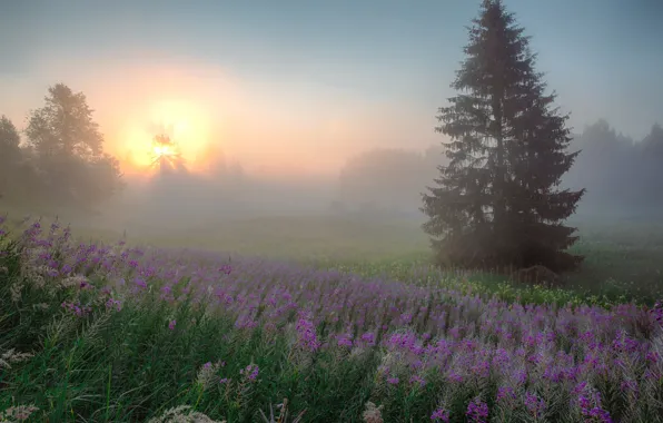 Field, summer, the sky, the sun, light, flowers, nature, fog