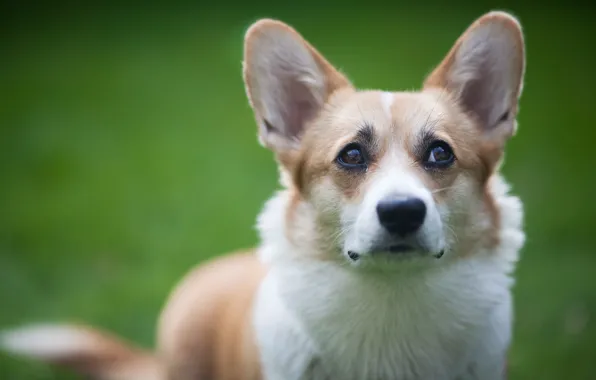 Look, dog, ears, Welsh Corgi