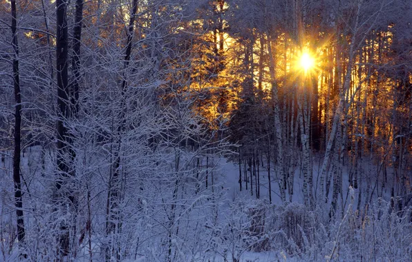 Winter, frost, forest, the sun, rays, birch