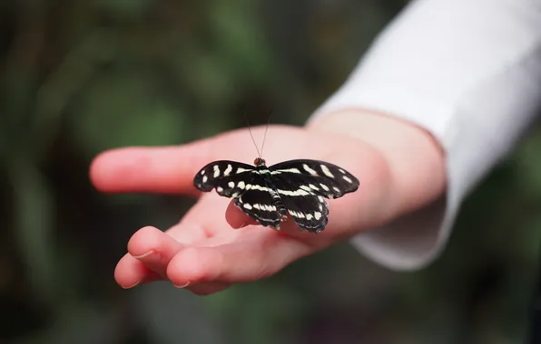 Picture butterfly, hand, wings, insect, fingers