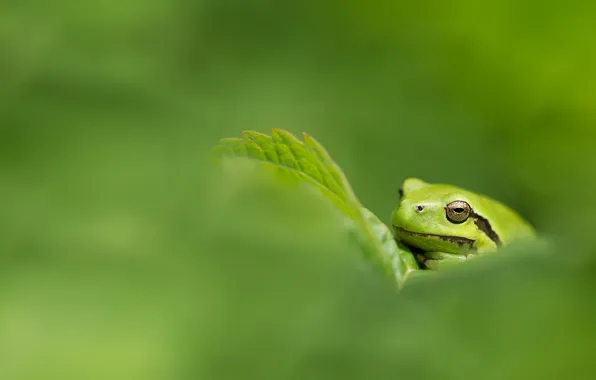 Greens, nature, frog