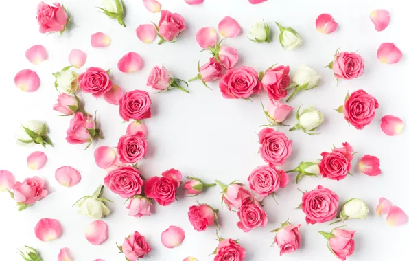 Roses, buds, pink, flowers, romantic, roses, valentine`s day