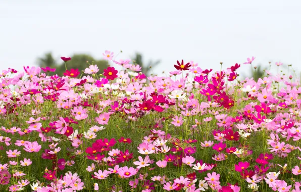 Field, summer, the sky, flowers, summer, pink, field, pink