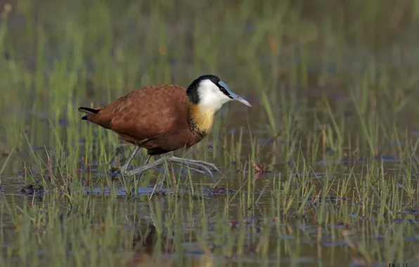 Nature, bird, DUELL ©