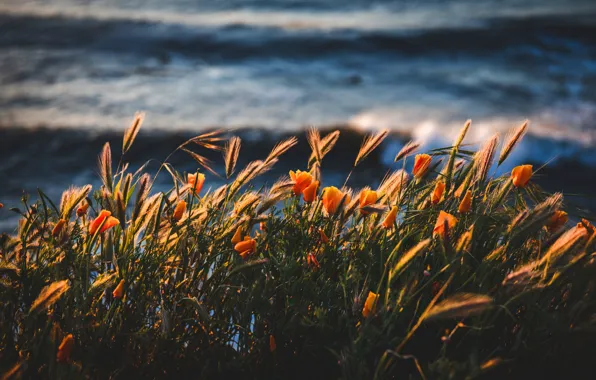Summer, flowers, shore, ears, pond, escholzia