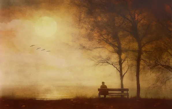 Autumn, bench, birds, Park, loneliness, tree, shore, people