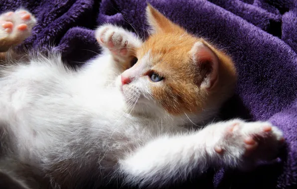Cat, light, pose, kitty, legs, red, lies, plaid
