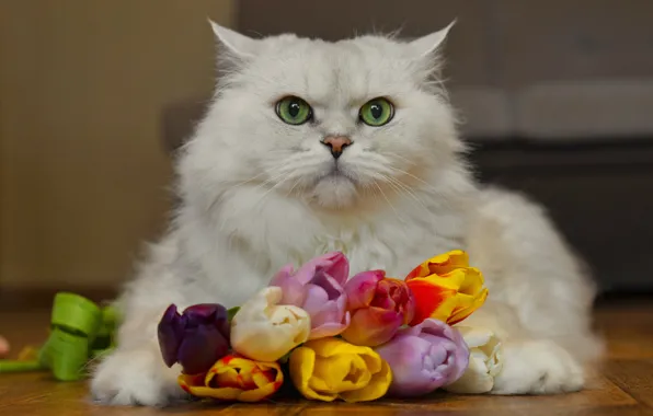 Flowers, Cat, tulips, British