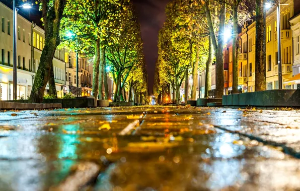 Road, autumn, asphalt, leaves, macro, light, trees, the city