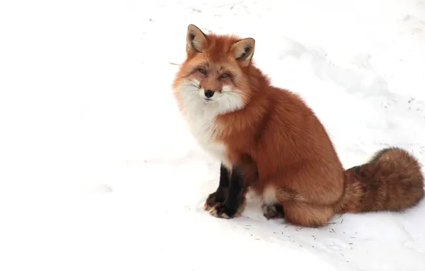 Picture white, face, snow, paws, Fox, tail, ears