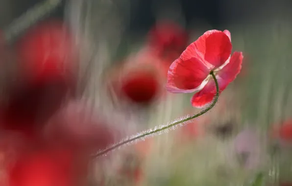 Light, flowers, red, background, Mac, Maki, blur, petals