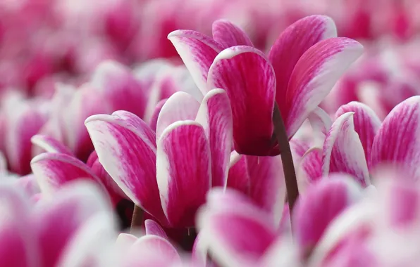 Macro, petals, cyclamen