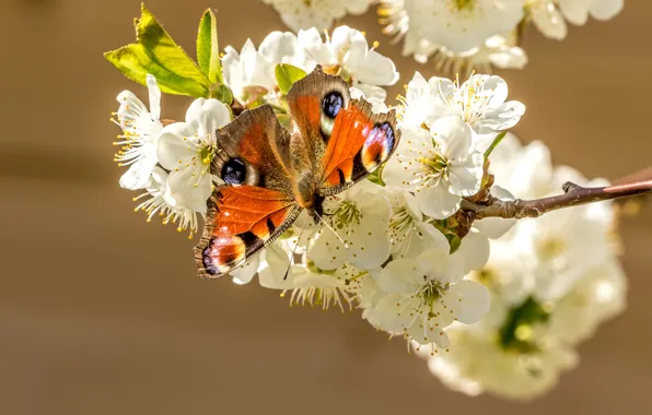 Macro, light, flowers, cherry, butterfly, branch, spring, insect