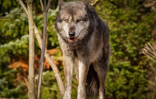 Nature, predator, animal, wolf, wildlife, portrait, portrait., Canis lupus. face