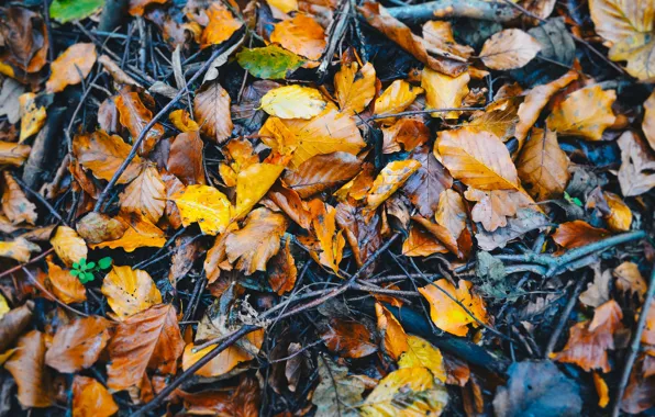 Autumn, a lot, the pile of leaves, autumn leaves