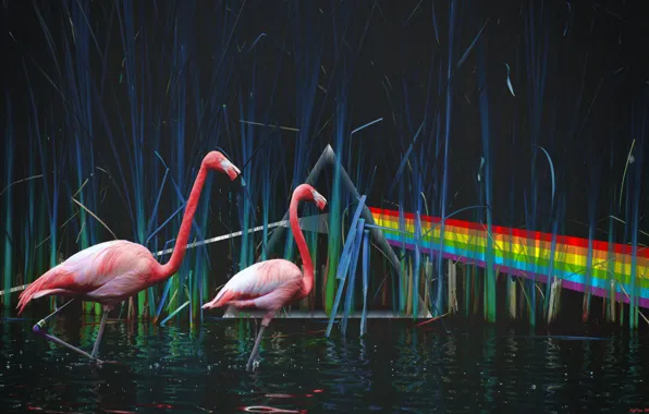 Picture Pond, Pink Floyd, Flamingo, Dark Side Of The Moon, Dispersion of light, The Dark Side …