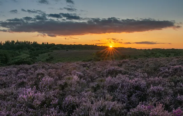Field, forest, the sky, the sun, clouds, rays, sunset, flowers