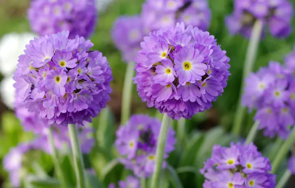 Lilac, balls, Primula