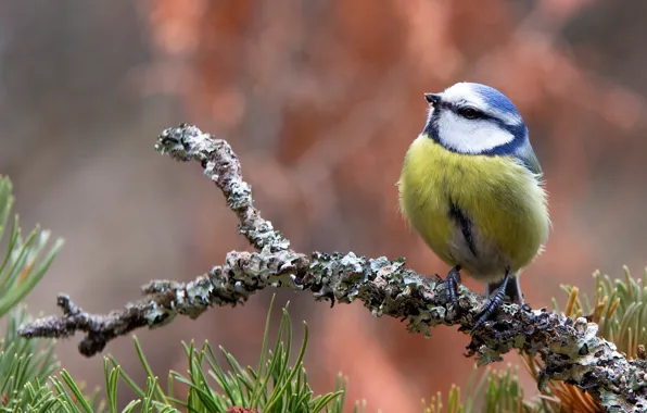 Branches, nature, background, bird, bokeh, tit