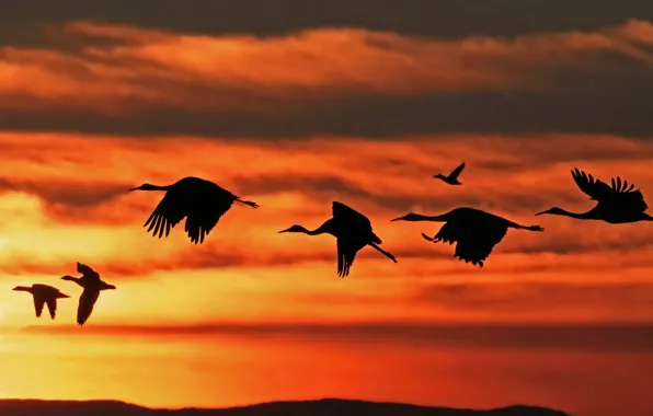 Picture the sky, clouds, flight, sunset, bird, pack, stork, duck