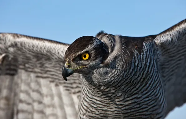 Eyes, bird, feathers, Falcon, hawk