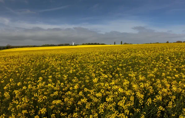 Field, the sky, clouds, trees, flowers, blue, dal, yellow