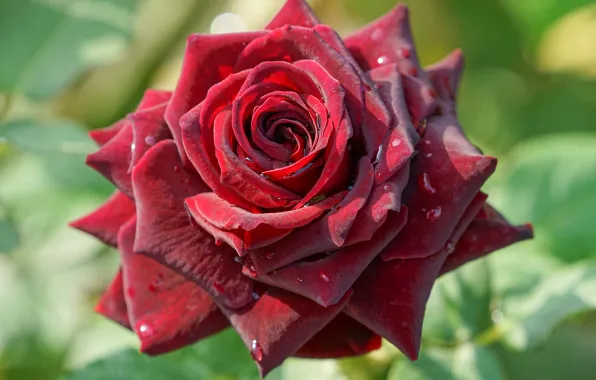 Close-up, rose, petals, Burgundy, velvet