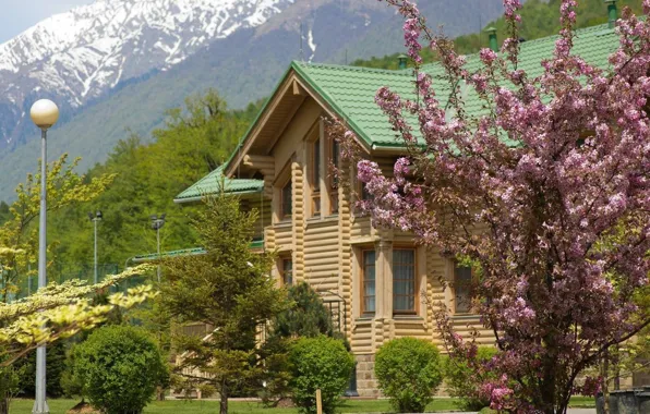 Flowers, Nature, Mountains, Spring, Nature, Flowers, Spring, Mountains