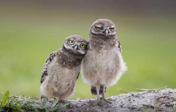 Owl, burrowing owl, cave owl, rabbit owl, two birds