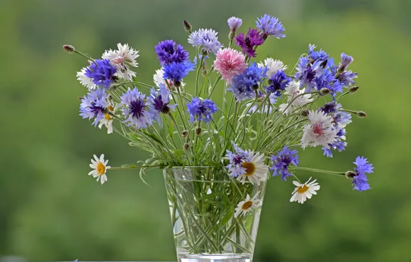 Flowers, glass, chamomile, bouquet, colorful, field, green background, a bunch