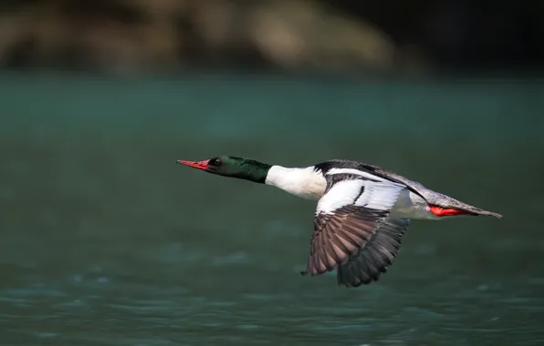 Flight, bird, wings, flies, duck, pond, bright plumage, over the water