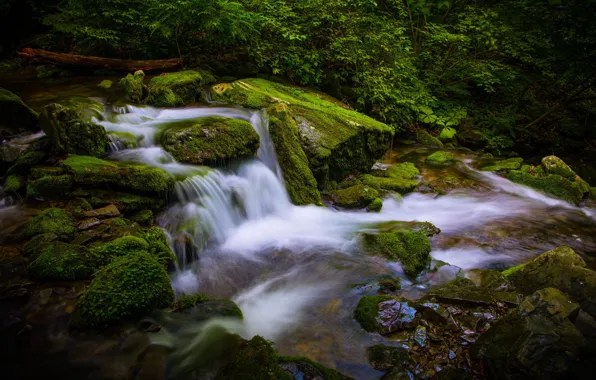 Greens, forest, branches, stream, stones, foliage, waterfall, moss