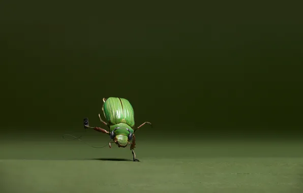 Picture music, dance, beetle