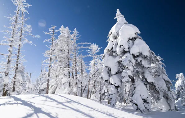 Winter, snow, trees, spruce, slope