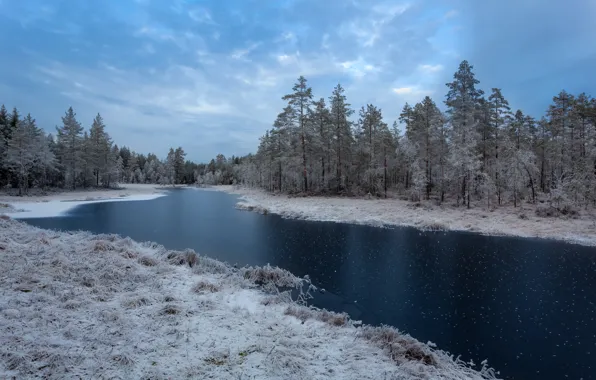 Winter, frost, forest, the sky, grass, clouds, snow, trees