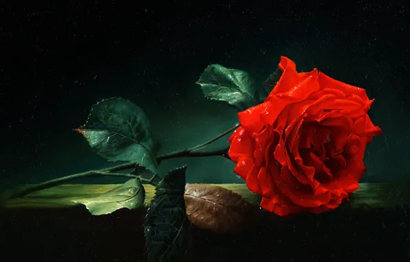 Picture oil, Alexei Antonov, "Rose"