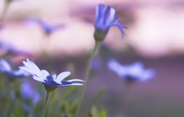 Picture purple, macro, flowers, background, widescreen, Wallpaper, blur, wallpaper