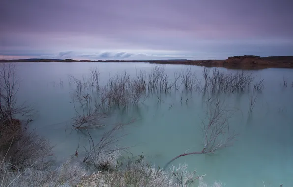 The sky, clouds, lake, plant, the evening