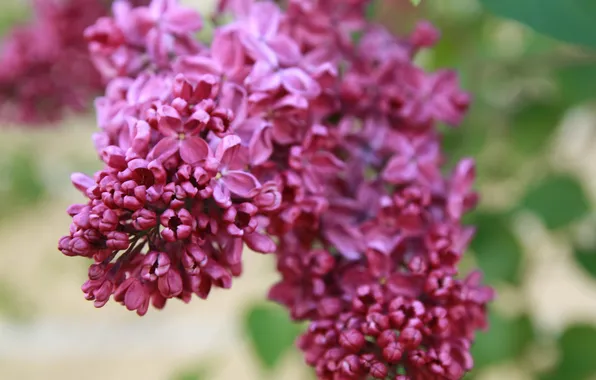 Picture macro, beautiful, lilac