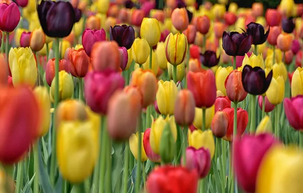Field, paint, petals, garden, meadow, tulips
