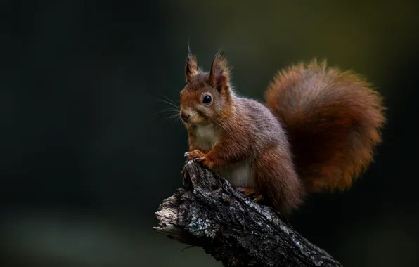 Look, the dark background, protein, tail, red, bitches