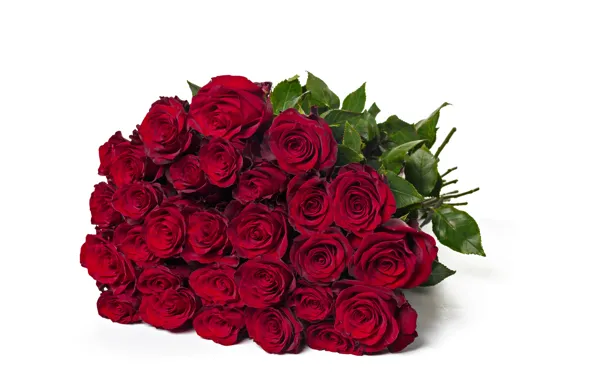 Picture white, red, background, roses