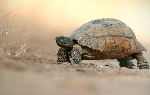 Road, background, turtle, light, walk, bug, crawling, land