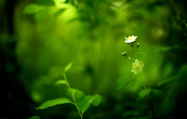 Greens, white, flower, blur